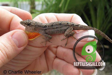 brown-anoles-available-big-0