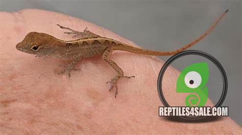 brown-anoles-available-big-1