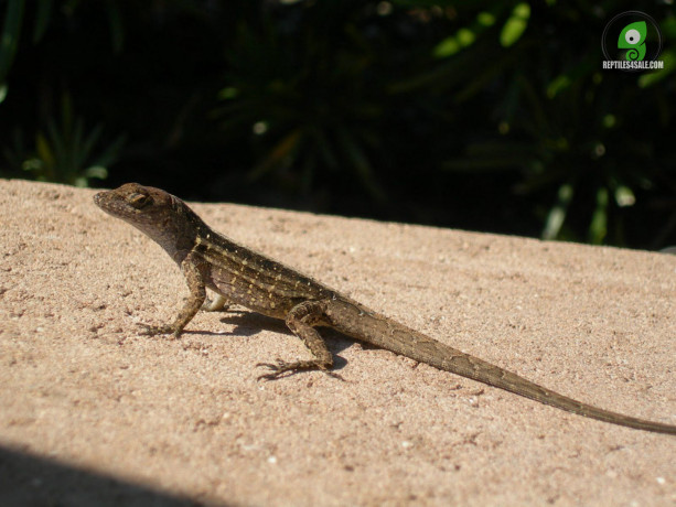 brown-anoles-available-big-2
