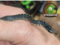 baby-speckled-king-snake-small-0