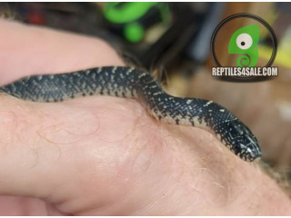 Baby Speckled King Snake