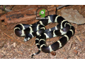 california-king-snake-small-1