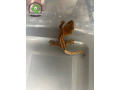 crested-gecko-small-1
