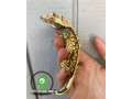 harleyquin-crested-geckos-small-1