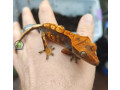 harleyquin-crested-geckos-small-0