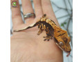 harleyquin-crested-geckos-small-2