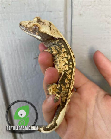 harleyquin-crested-geckos-big-1