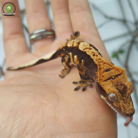harleyquin-crested-geckos-big-2