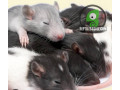 feeder-frozen-rats-small-0