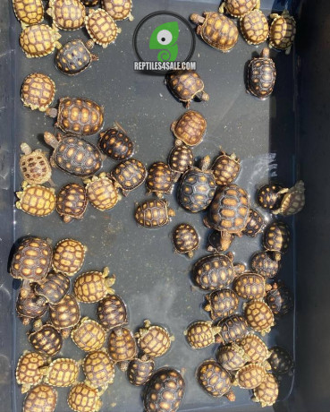 baby-sulcata-tortoises-big-0