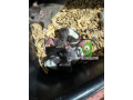 feeder-rats-live-small-2