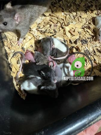 feeder-rats-live-big-2