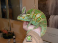 radiant-chameleon-small-0