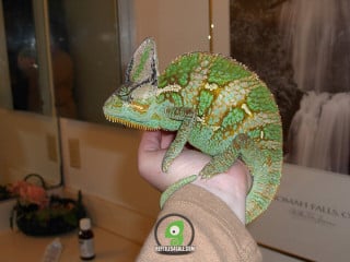 Radiant Chameleon