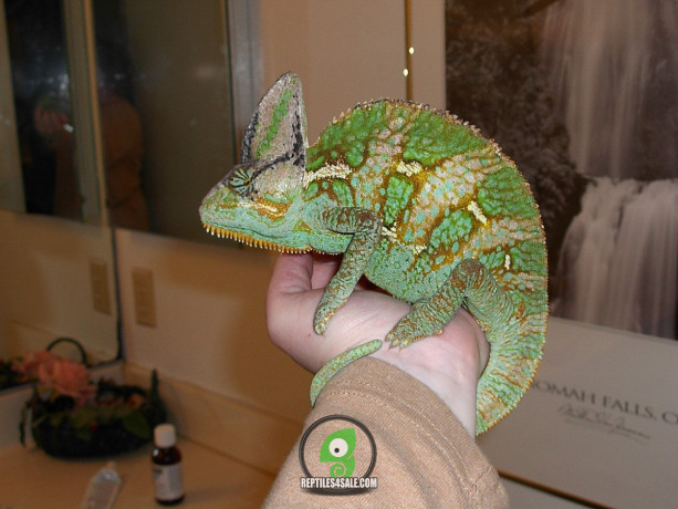 radiant-chameleon-big-0