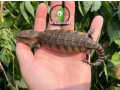 baby-northern-blue-tongue-skinks-small-0