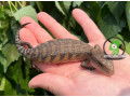 baby-northern-blue-tongue-skinks-small-1