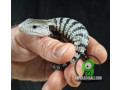 baby-axanthic-blue-tongue-skink-small-1
