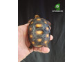 red-footed-tortoise-small-0