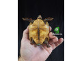 red-footed-tortoise-small-1