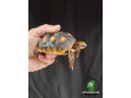 red-footed-tortoise-small-2