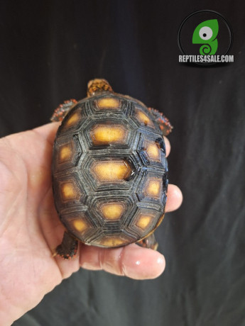 red-footed-tortoise-big-0