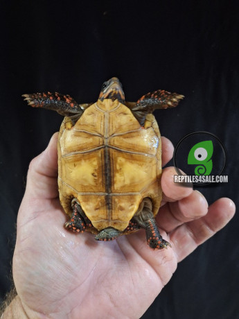 red-footed-tortoise-big-1