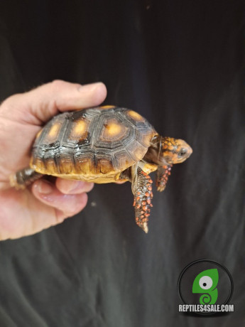 red-footed-tortoise-big-2