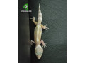 albino-leopard-gecko-small-1