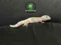 albino-leopard-gecko-small-2