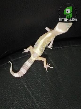 albino-leopard-gecko-big-0