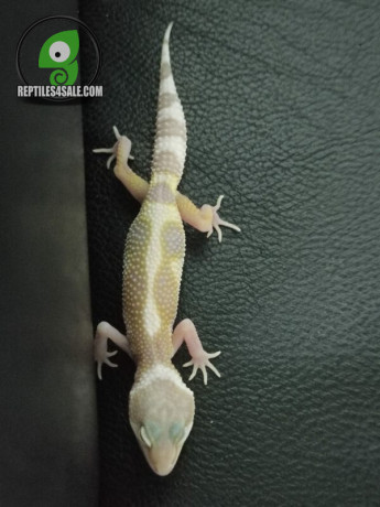 albino-leopard-gecko-big-1