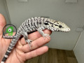 red-tegu-small-0