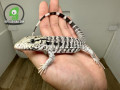 red-tegu-small-1