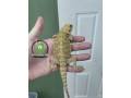 amazing-yellow-hypo-translucent-bearded-dragon-for-sale-small-0