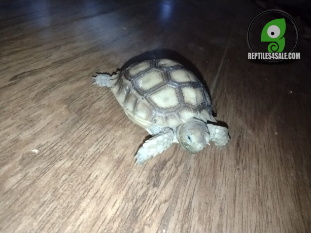 baby-sulcata-tortoise-big-0
