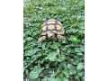 yearling-sulcata-tortoises-for-sale-small-0