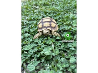 Yearling Sulcata Tortoises for Sale