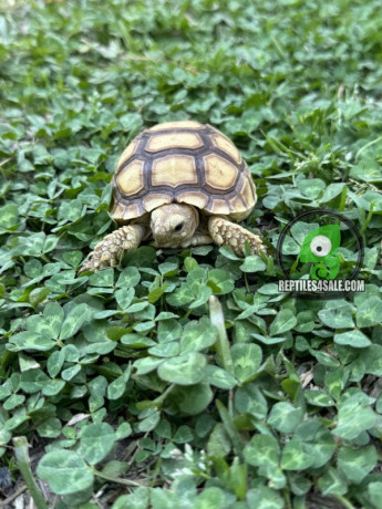 yearling-sulcata-tortoises-for-sale-big-0