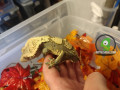 beautiful-crested-gecko-small-1