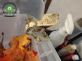 beautiful-crested-gecko-small-0