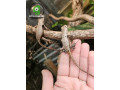 peruvian-leaf-lizard-small-0