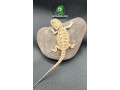 citrus-leather-bearded-dragon-small-1