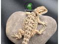 red-bearded-dragon-small-0