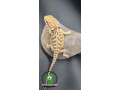 hypo-red-bearded-dragon-small-1
