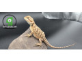 hypo-red-bearded-dragon-small-0