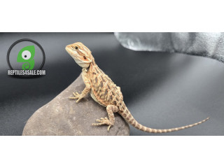 Hypo Red Bearded Dragon