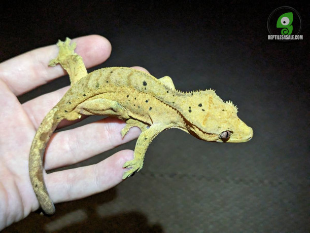 crested-gecko-big-0