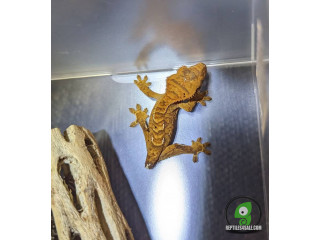 Crested Gecko: