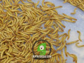 live-mealworms-small-0